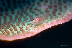 Tiny goby on hard coral by Julian Hsu 